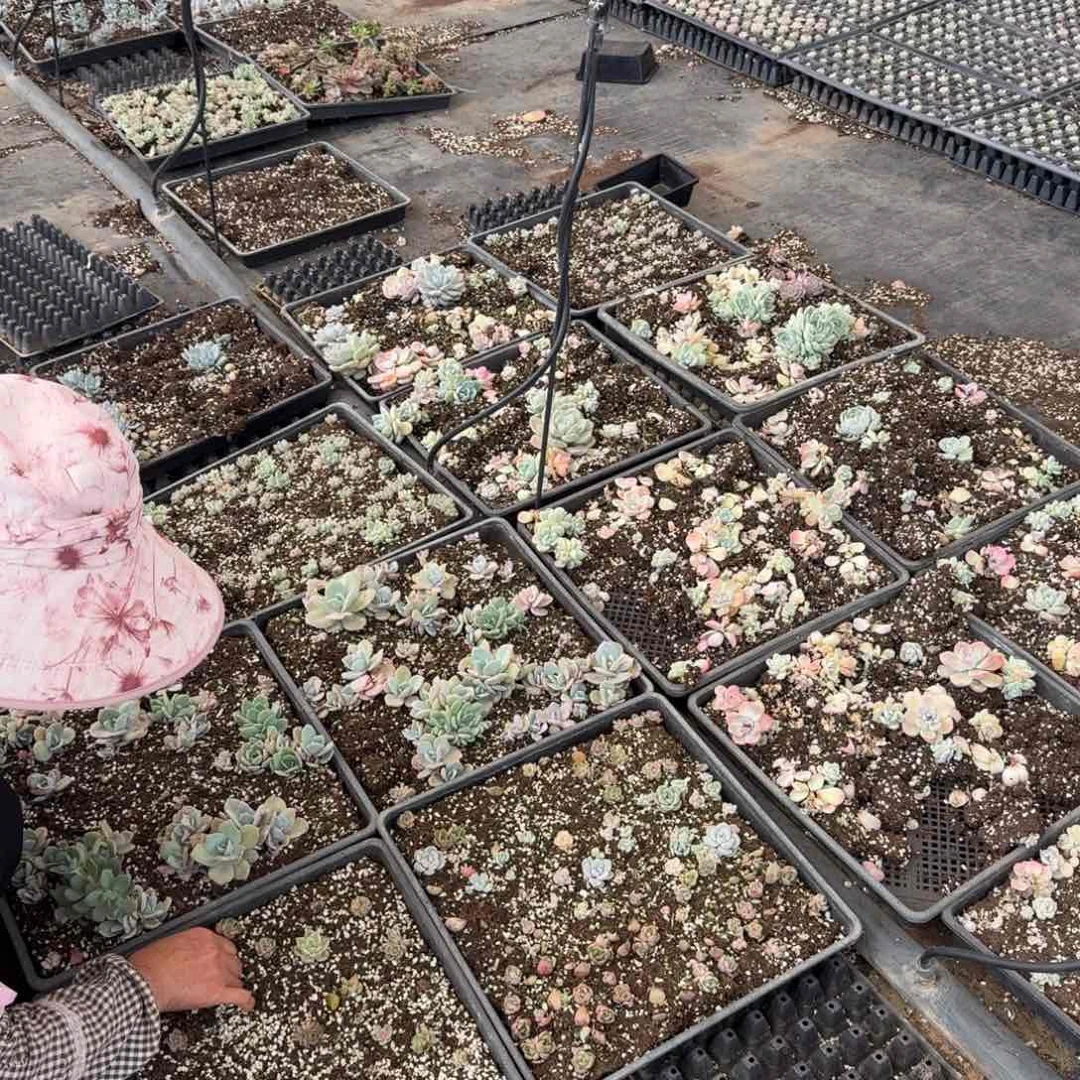 21-43杂交混清货不带土发货