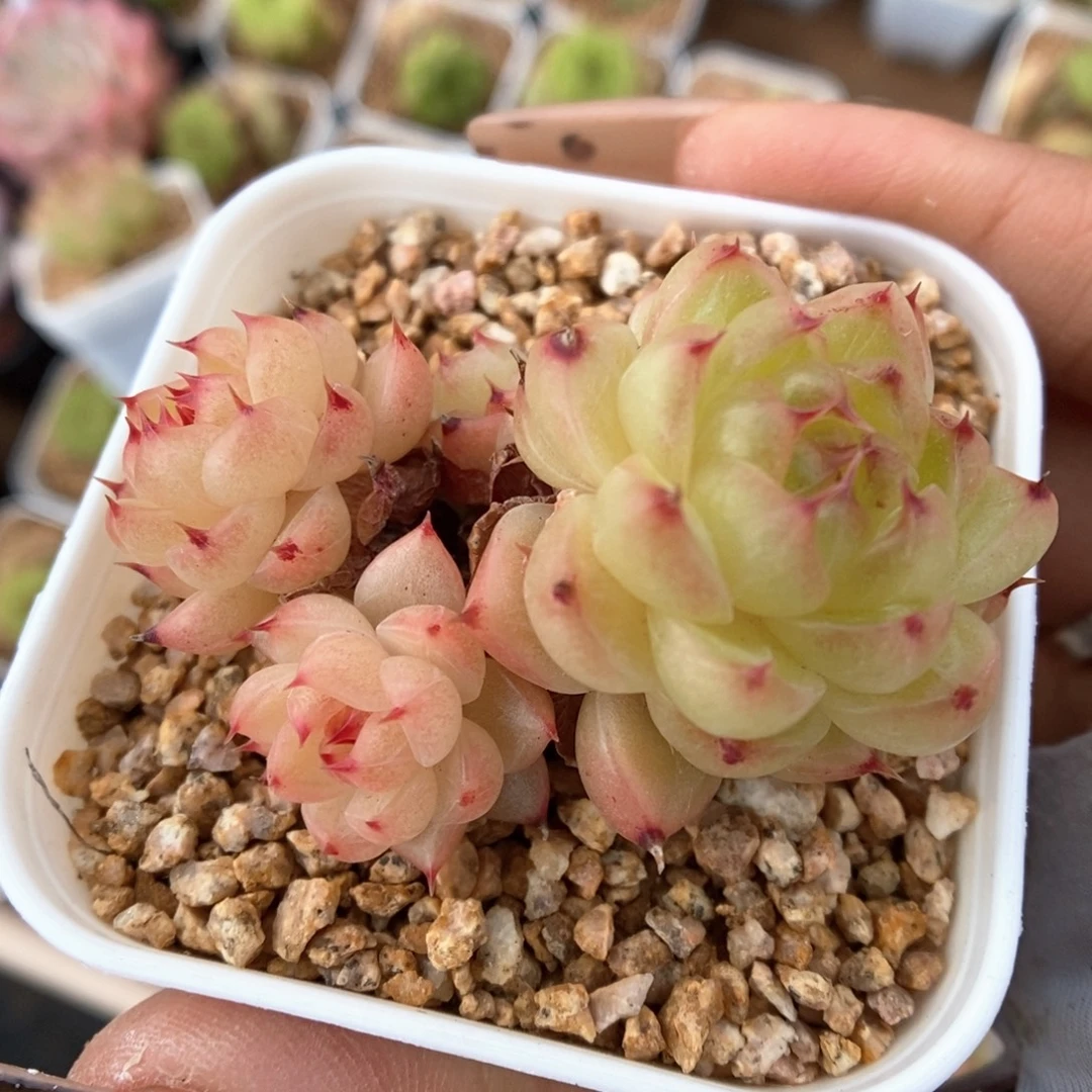 润玉珍妮群生876号