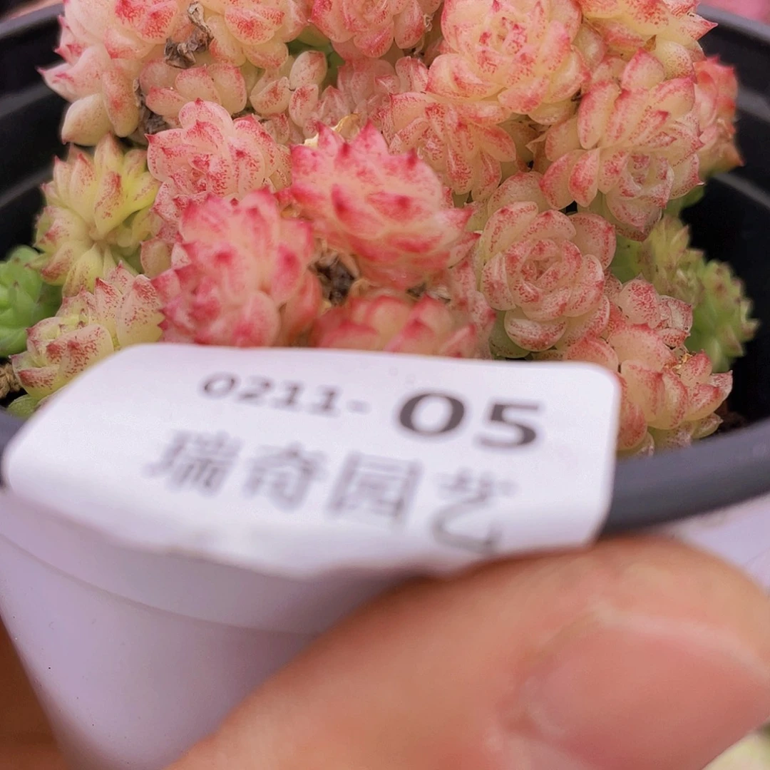 000000000000005量拍