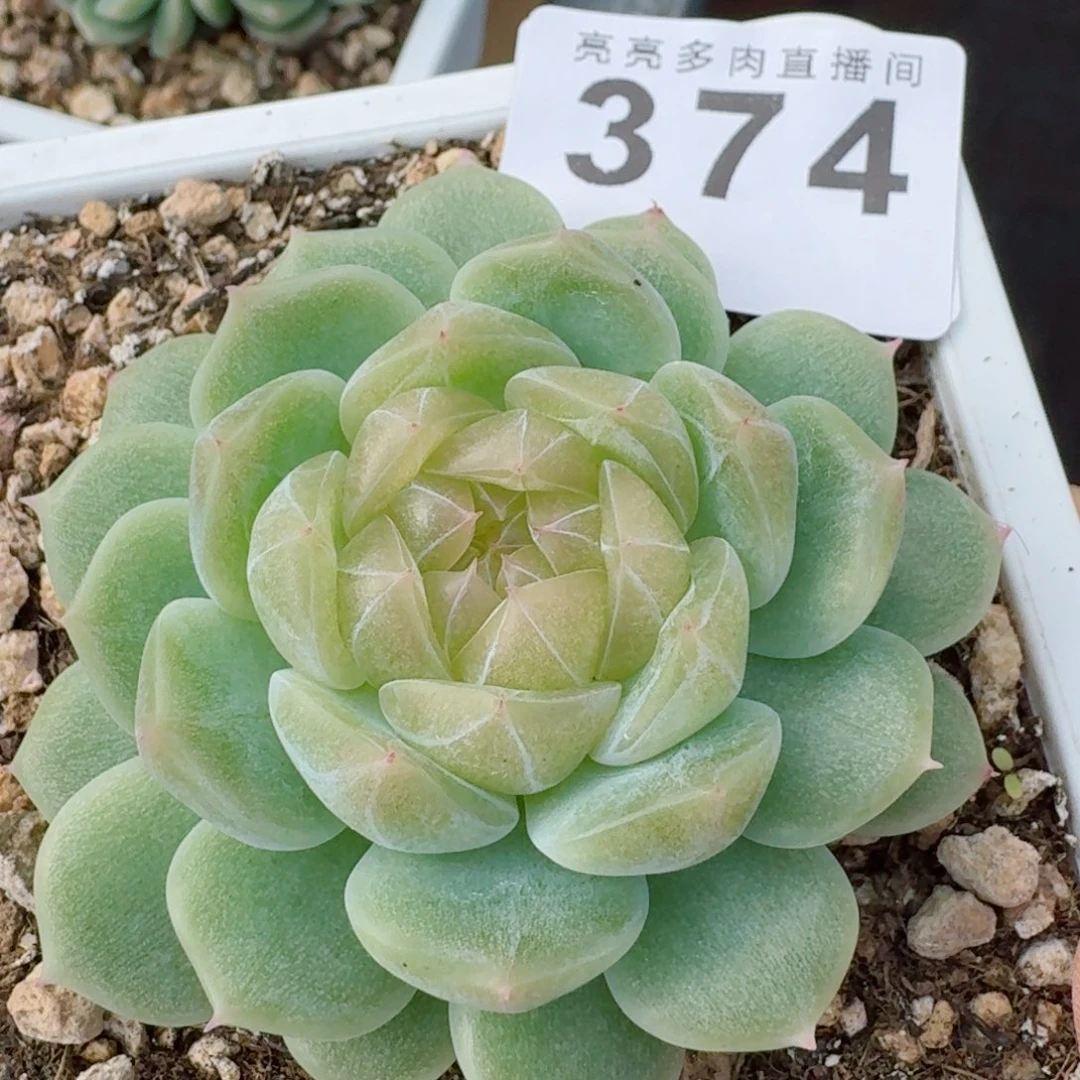 泼天富贵      愿你一路坦途，乘风破浪展宏图