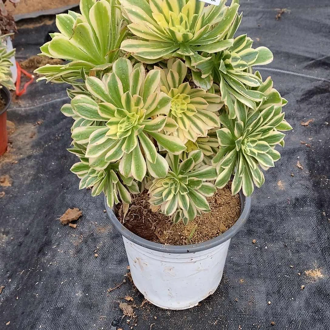 351艳凝老桩多肉有砍