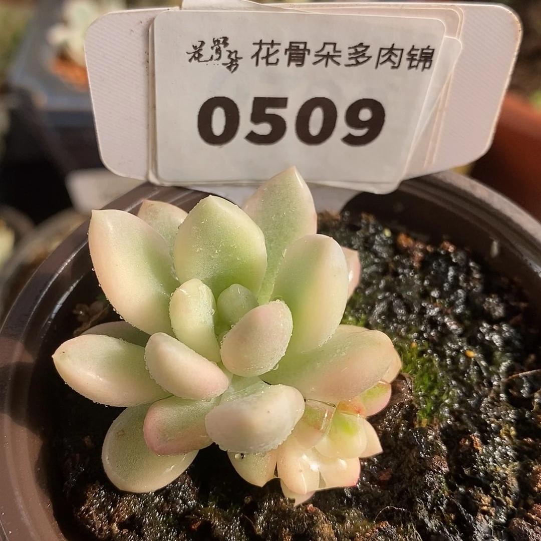 509新奥普哈哈哈哈