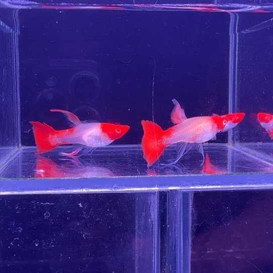 孔雀鱼鸿运当头缎带2母1公