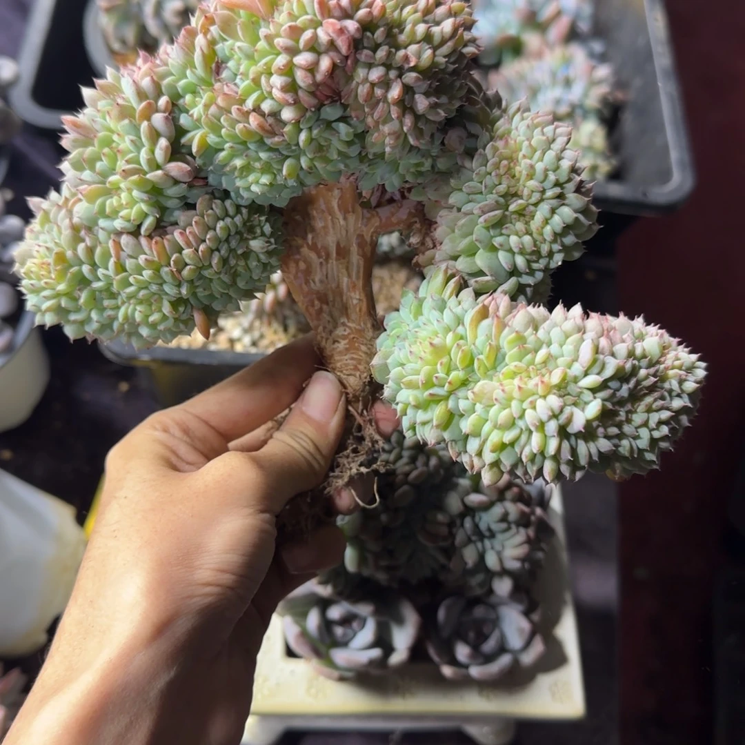白胖子缀化一物一拍