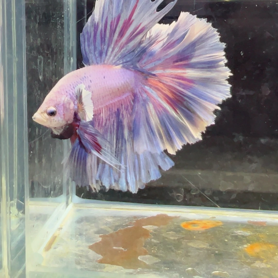 斗鱼浅色特殊尾hhhh