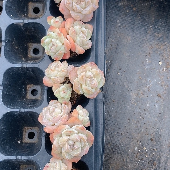 216 多肉植物盆栽花卉植物