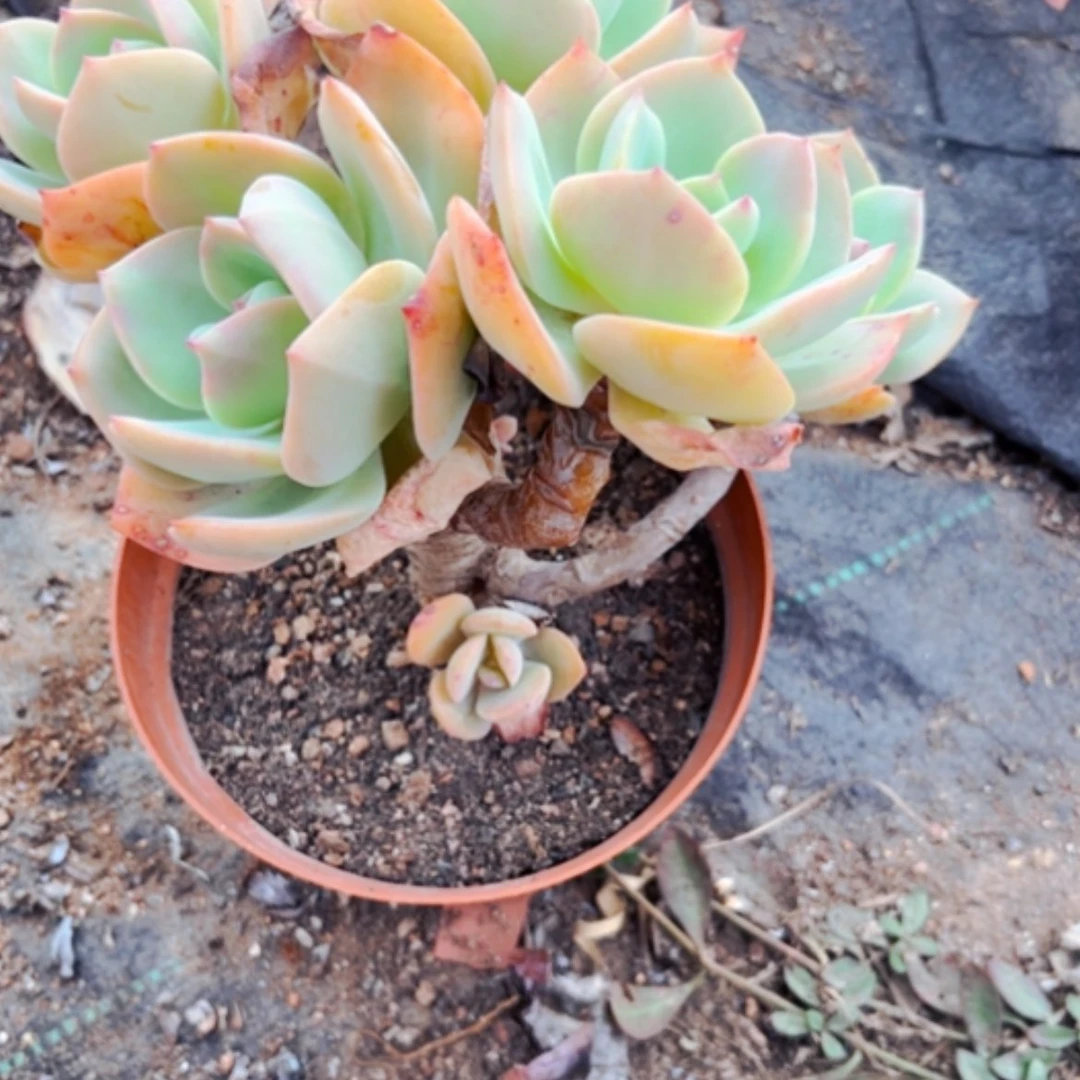 【闪购商品】燕*飞白凤