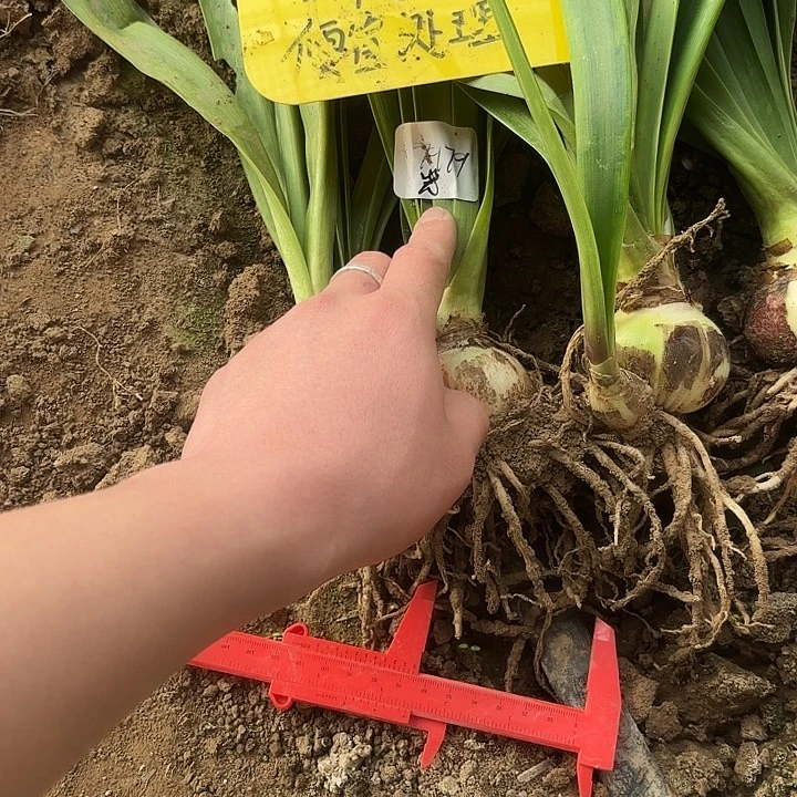 完全开放霞光4棵，一物一拍