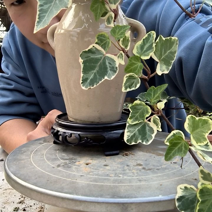 雪*小盆景小植物一物一拍164