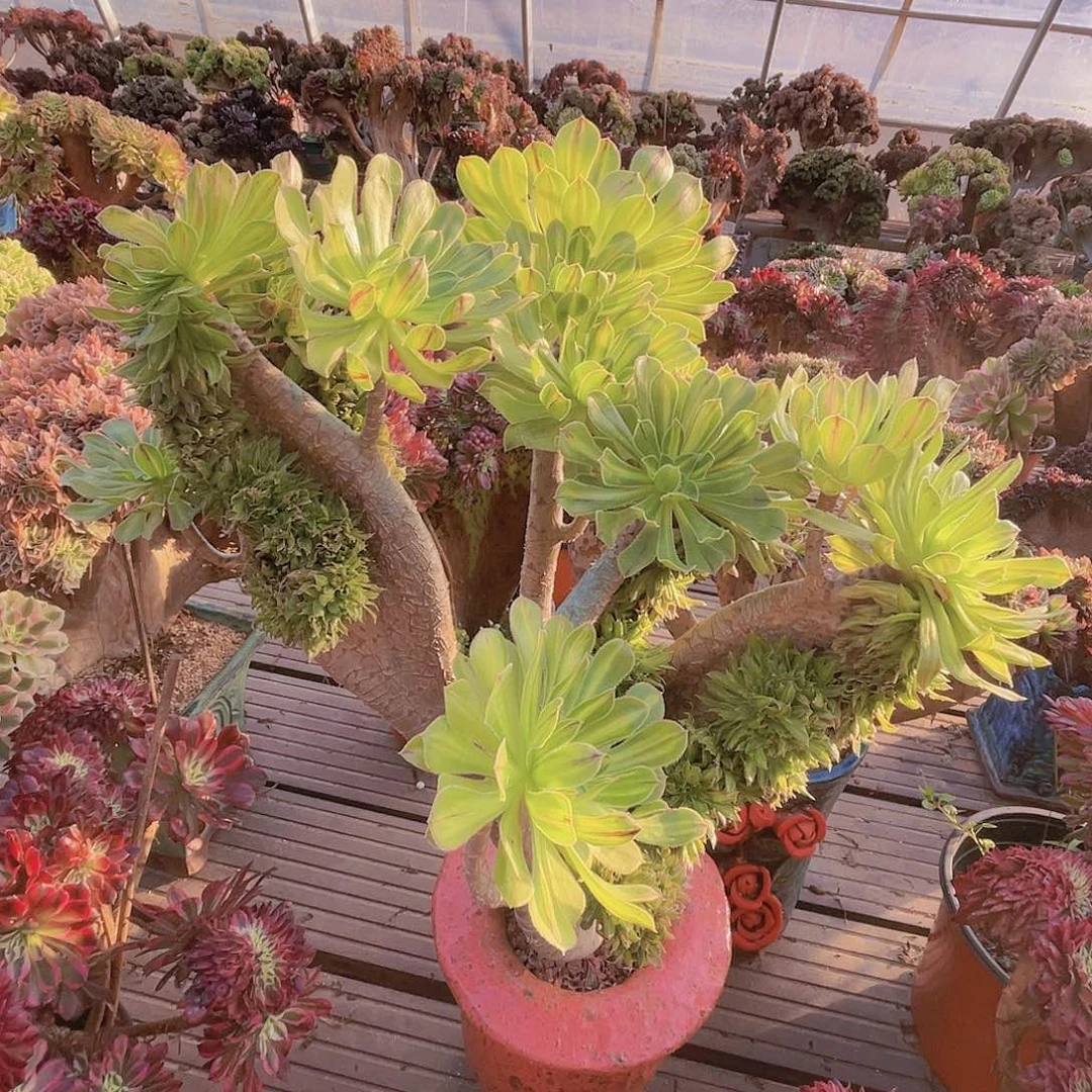 【闪购商品】无花朵碧螺春