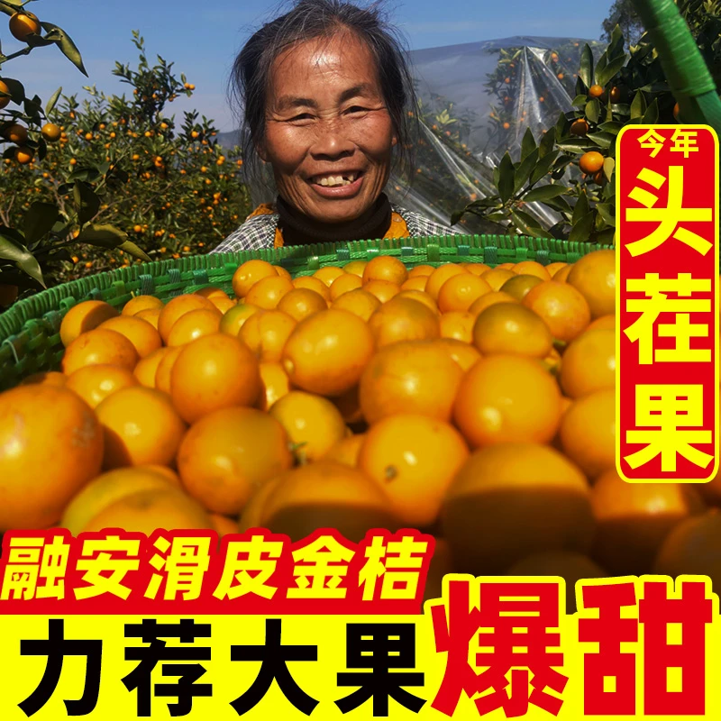 【爆甜无酸】广西正宗融安脆皮金桔纯甜金柑新鲜带皮吃果现摘包邮S