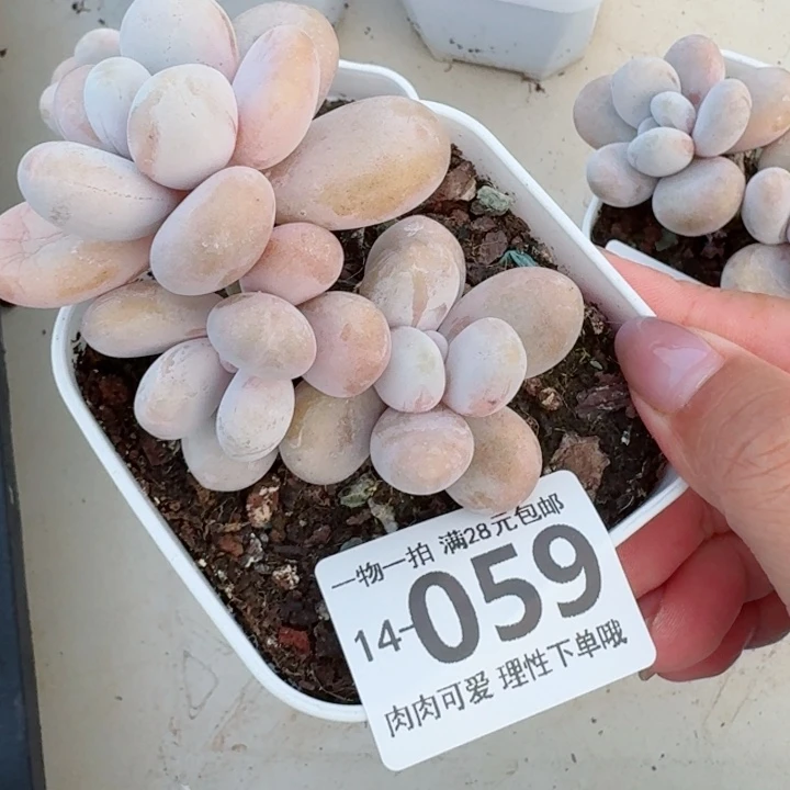 蛋黄奶多肉无盆土发货多