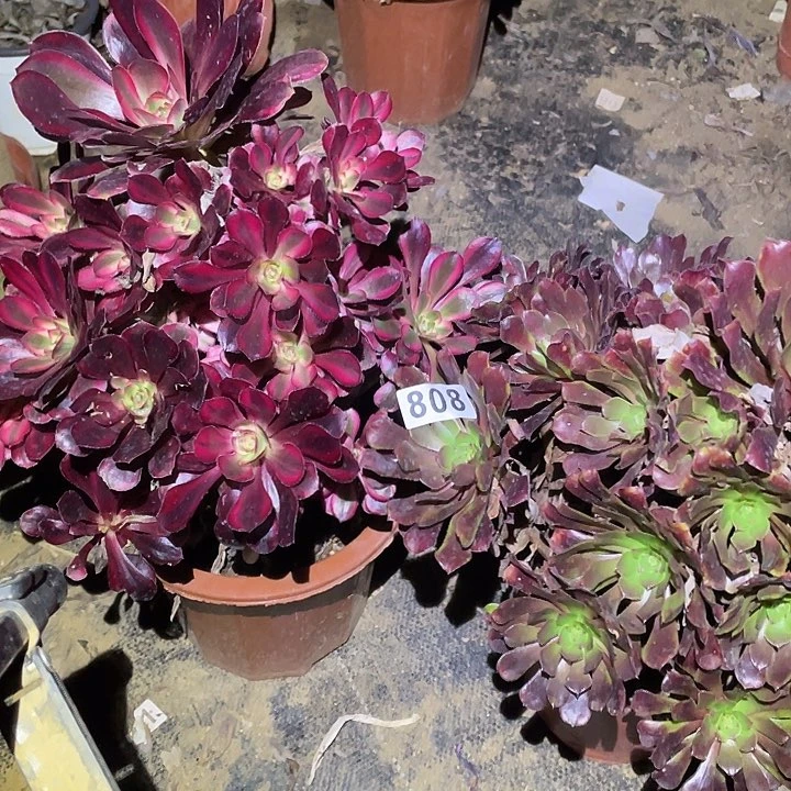 z***乐多肉植物断枝不包808丽娜加红铜壶中班