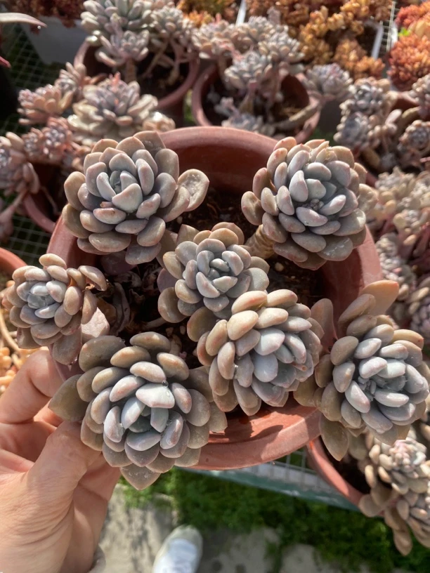 白鹭多肉老桩大群20㎝盆参考多肉盆栽多肉植物