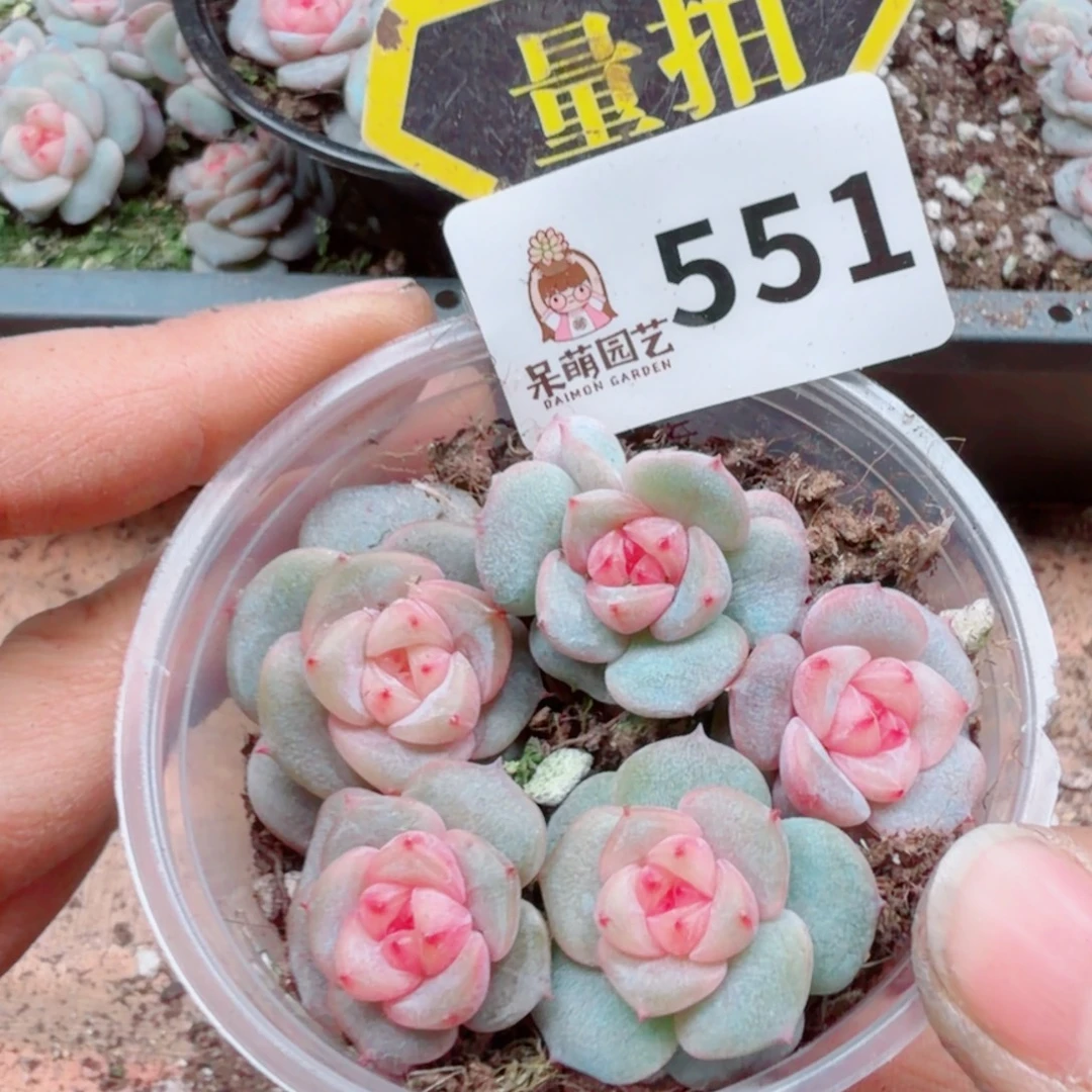 多肉植物多肉植物