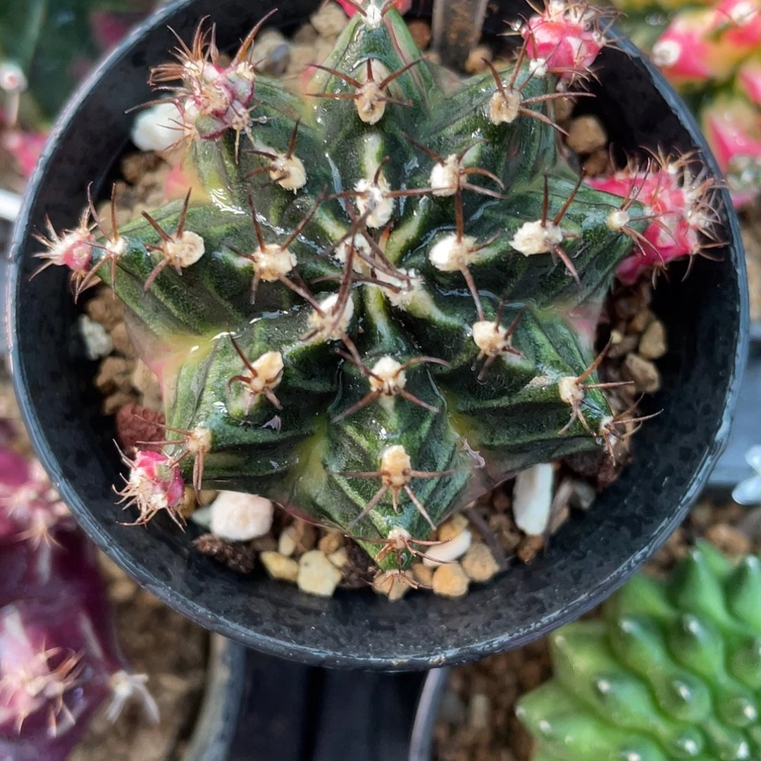 1-292泡泡糖4.7厘米