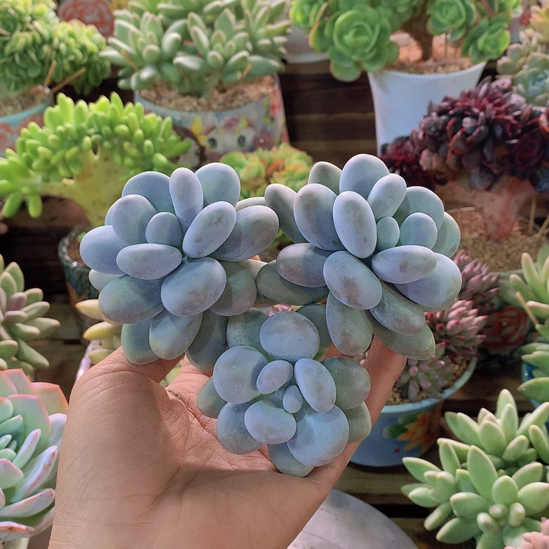 胖奶多肉一物一拍