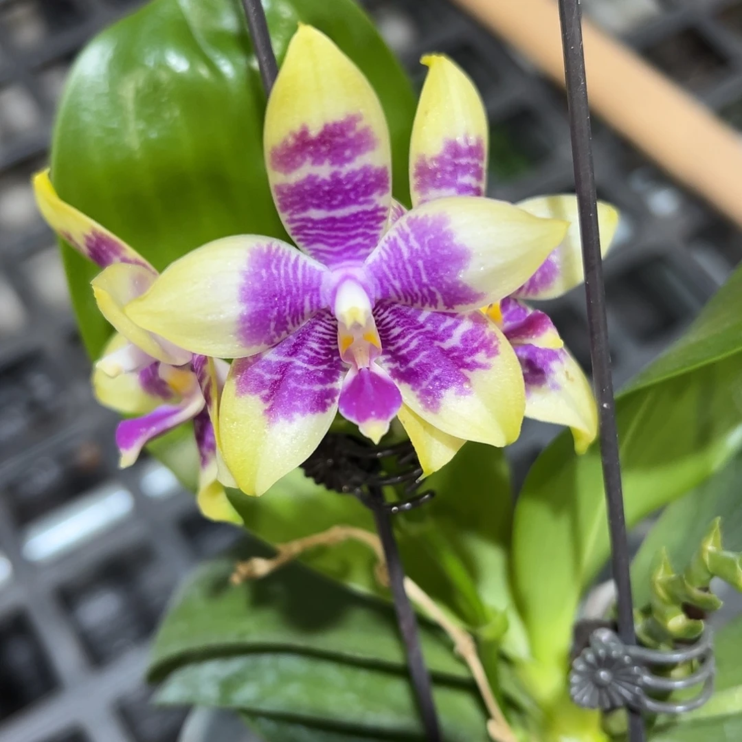 大部分开放少量花苞