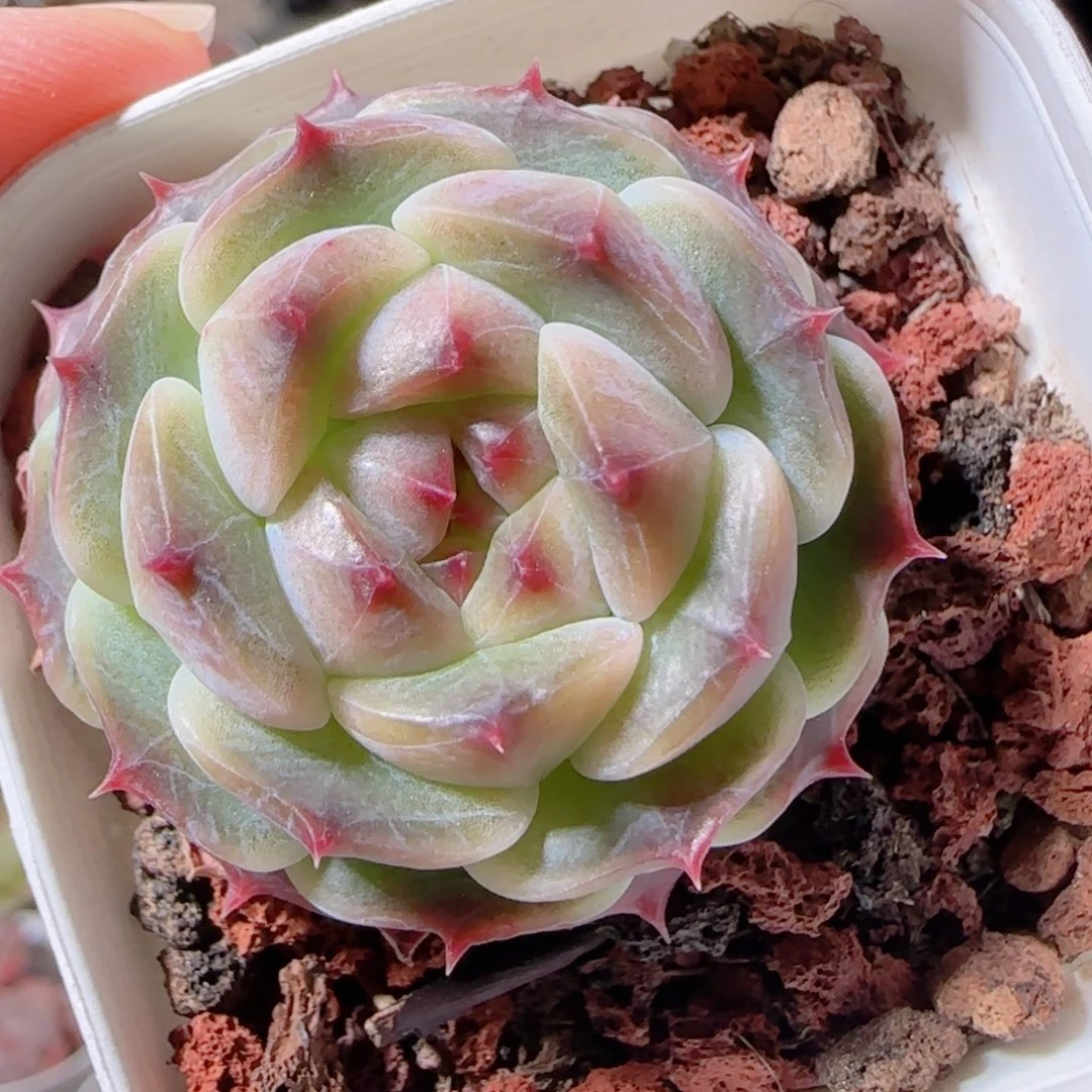 花语多肉1221-73冰魄