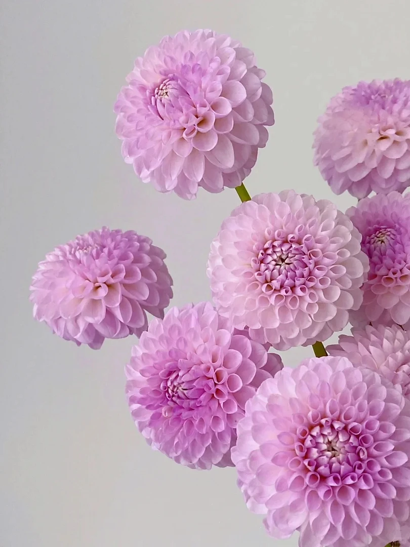 （梅根）进口大丽花品种