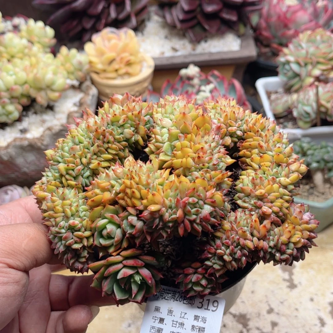 【闪购商品】319青苹果缀