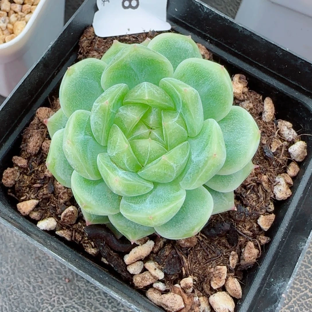 泼天富贵，8921多肉植物