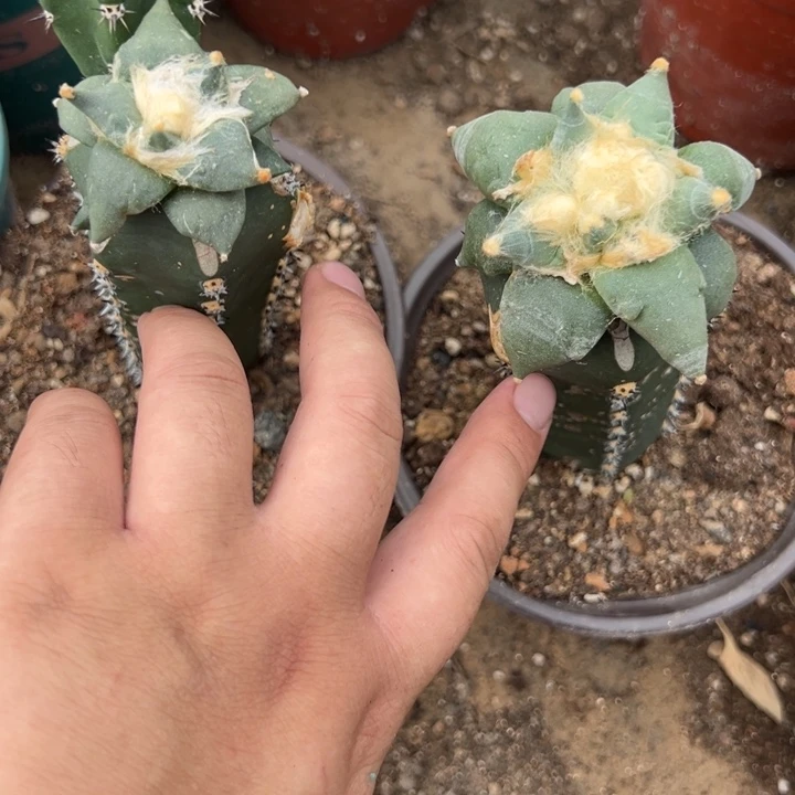 两个苗接青瓷牡丹仙人球3648号