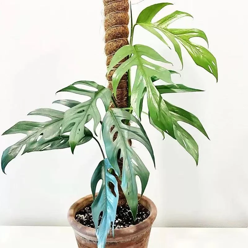 宿务蓝麒麟尾网红进口蓝色叶子稀有北欧风天南星热带植物观叶热植