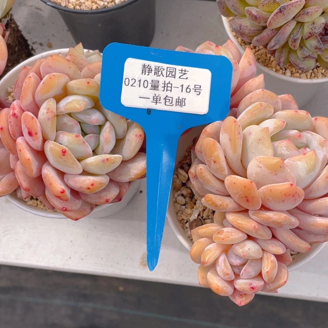 0210-16-精品飘支雪天使福利一颗