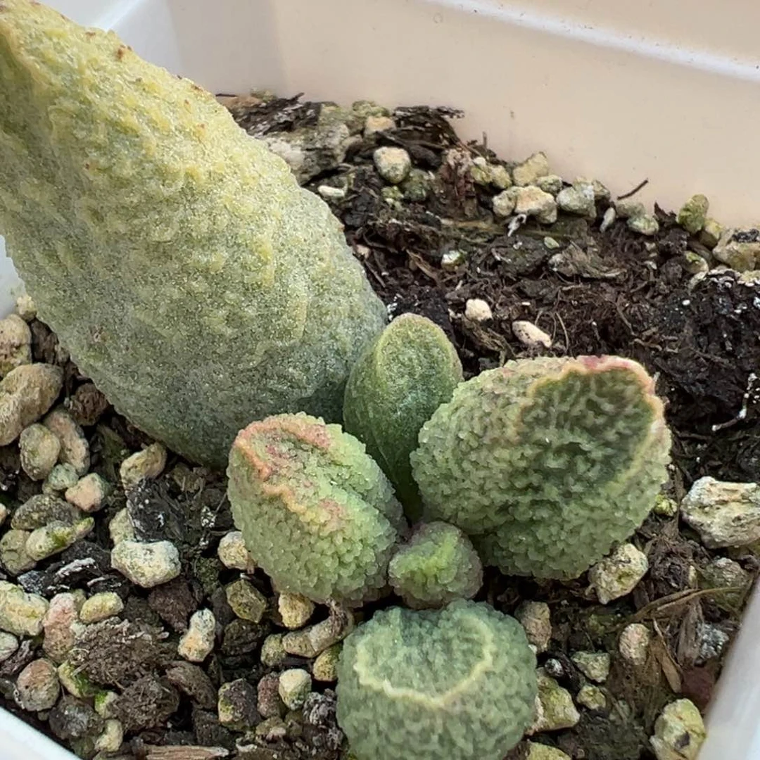 碧彩大苗多肉植物水泡