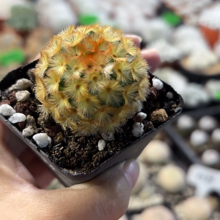 佛头嘉文勺自根皮实