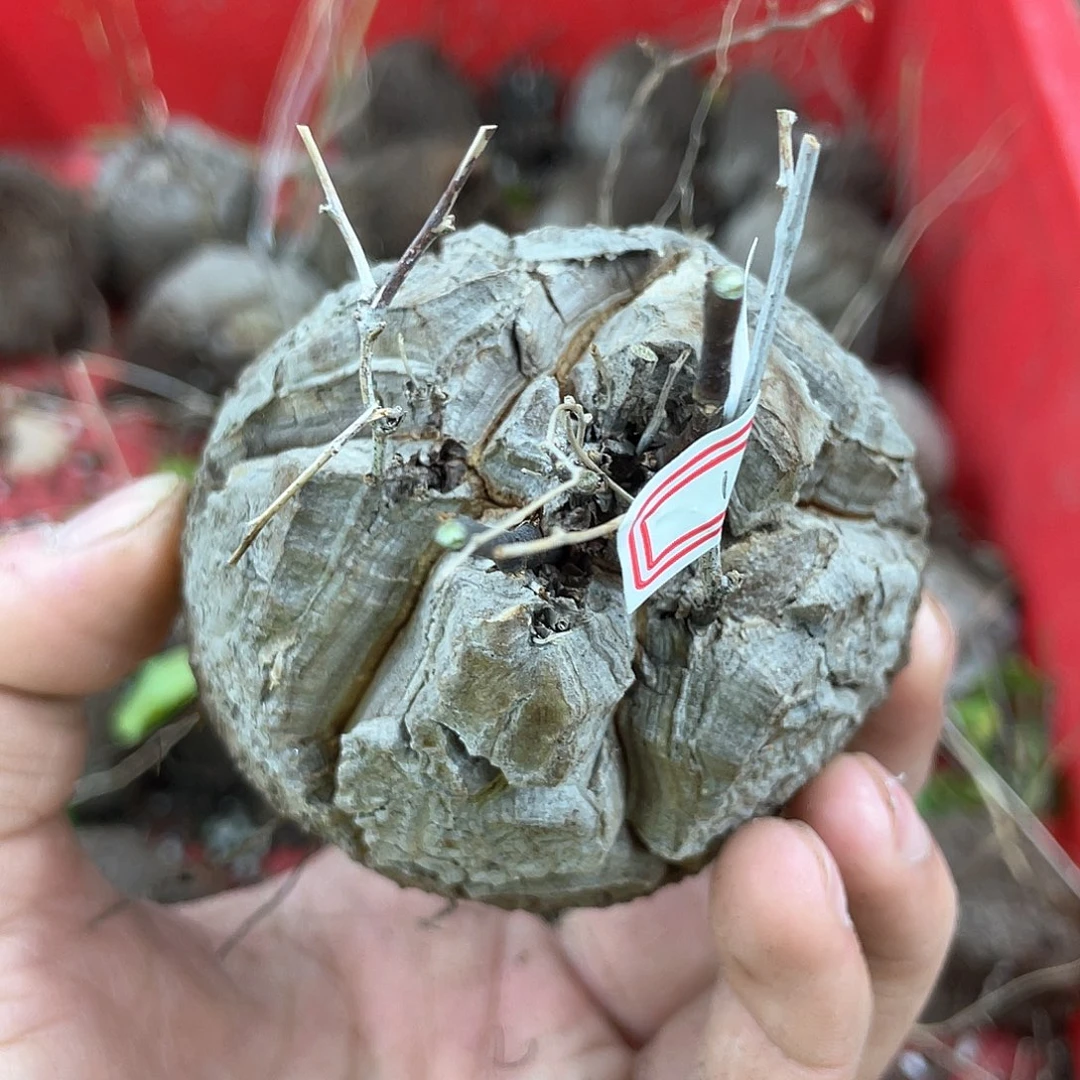 龟甲龙一物一拍1589号7.8cm