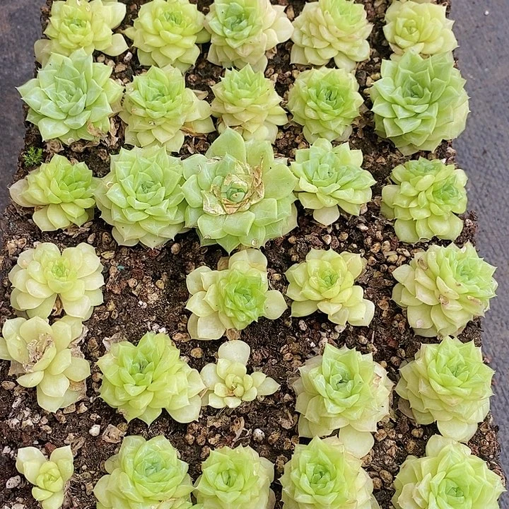 101 多肉植物盆栽花卉