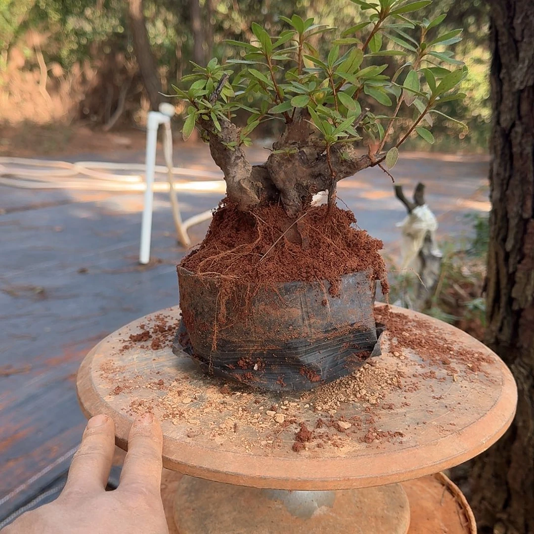 无花朵映山红小桩