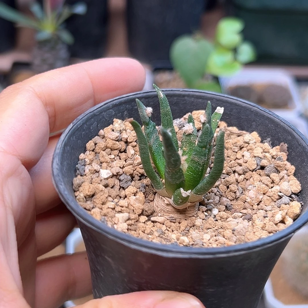 龙舌兰牡丹实生一颗