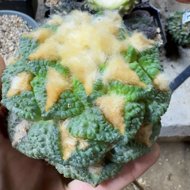 福利苗接龟甲连山0705