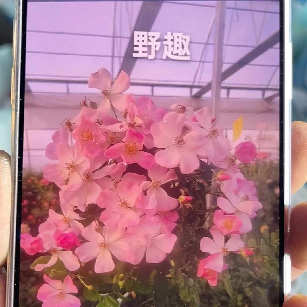 全部花苞青幕谷（野趣）一扎