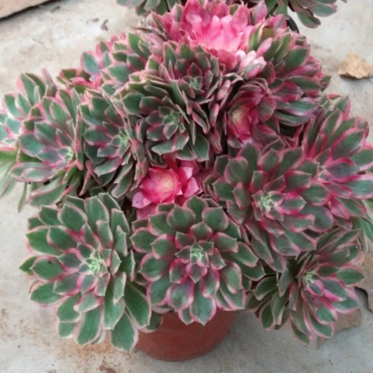 金***）无花朵孔雀翎法师多肉植物088号