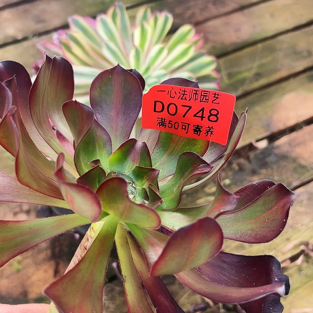 多肉植物0748多肉植物