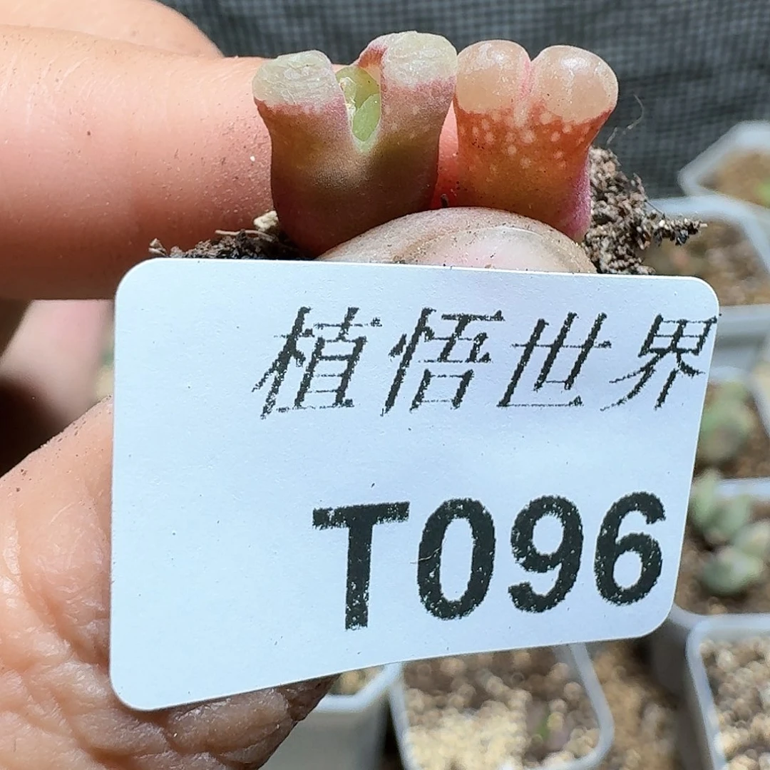 096盒多肉植物哇f g