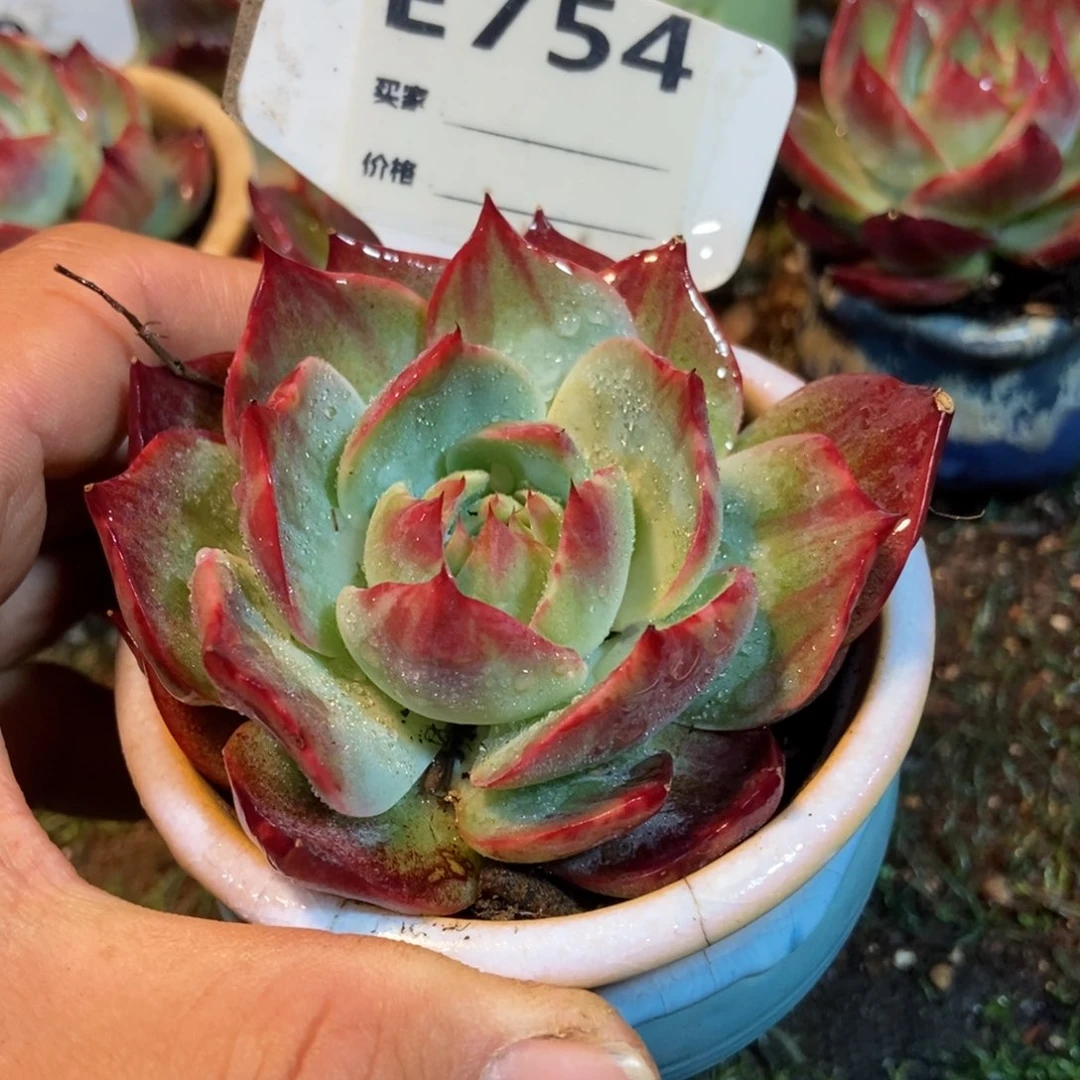 惊鸿一瞥754号楼