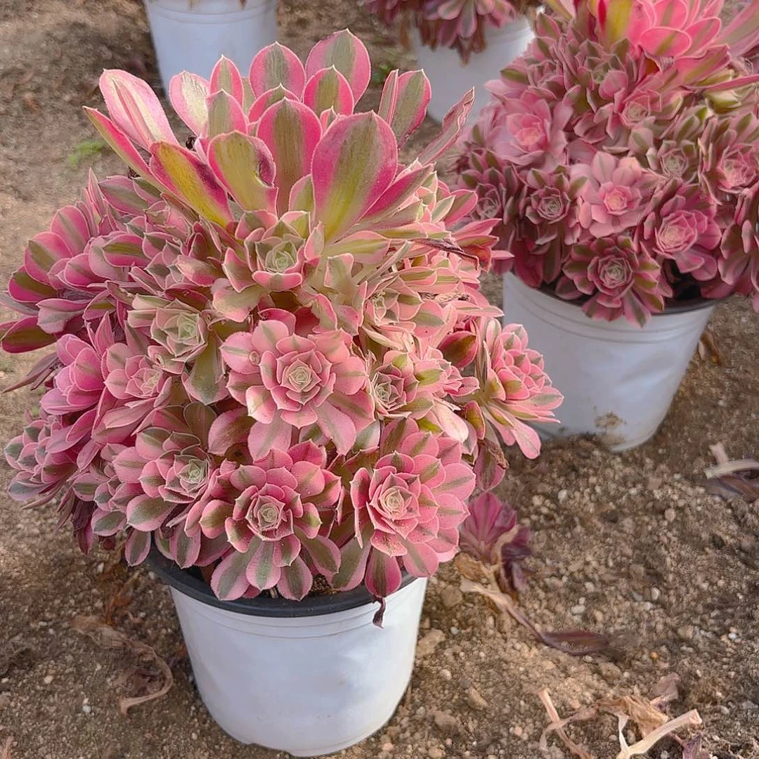 女巫多肉植物手捧