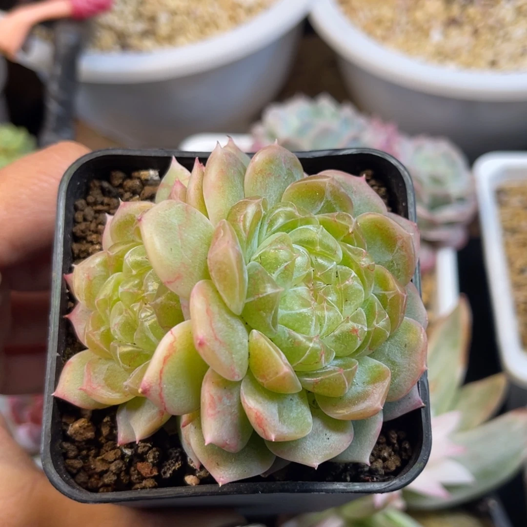 泼天 6.8Cm 多肉植物