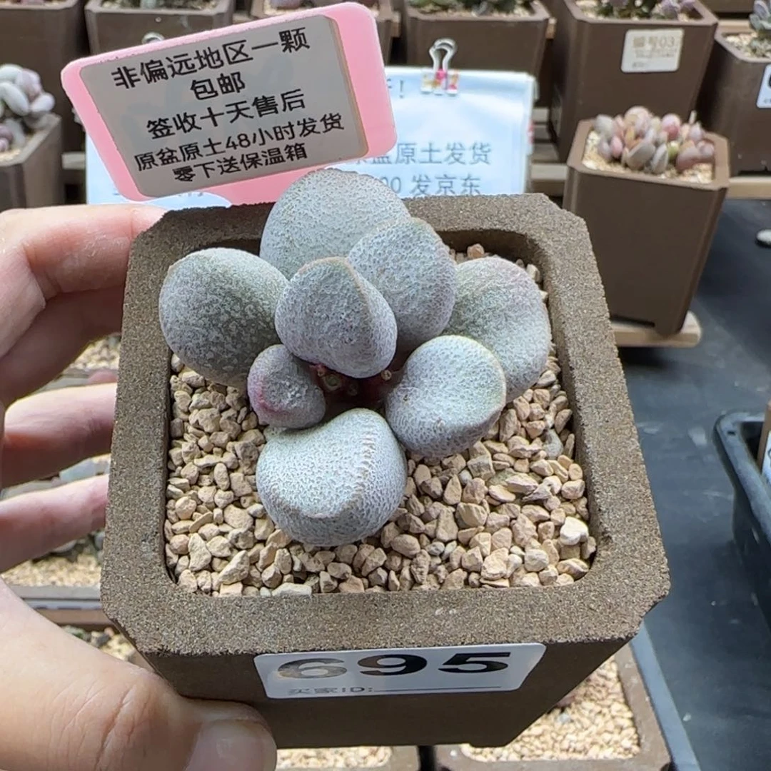 695甜心多肉植物