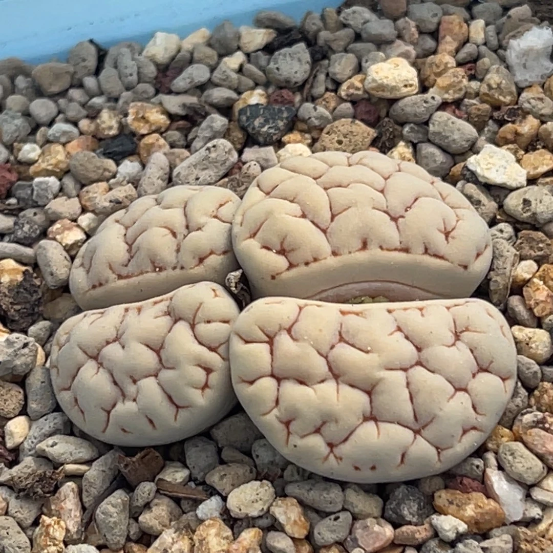 7074双头脑纹189一颗