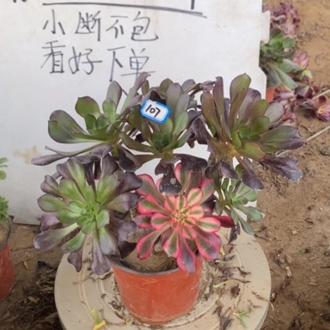 花蝴蝶丛林一物一拍