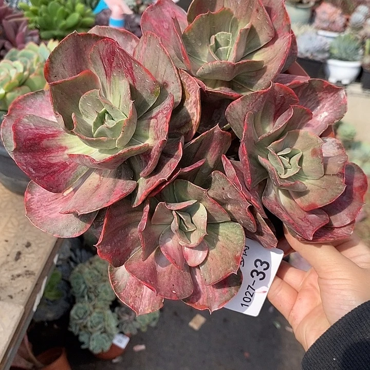 敏***姐小七夕多肉古琴33