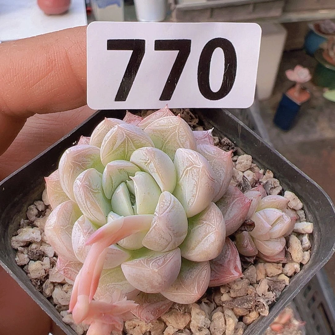 一物一拍30包邮6666