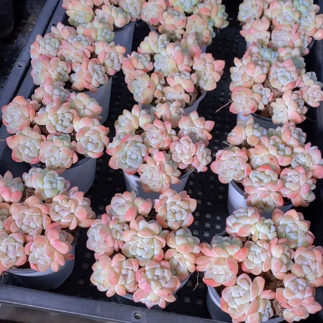 量拍37号 M 奶油樱花冰玉双头拼盘一盒