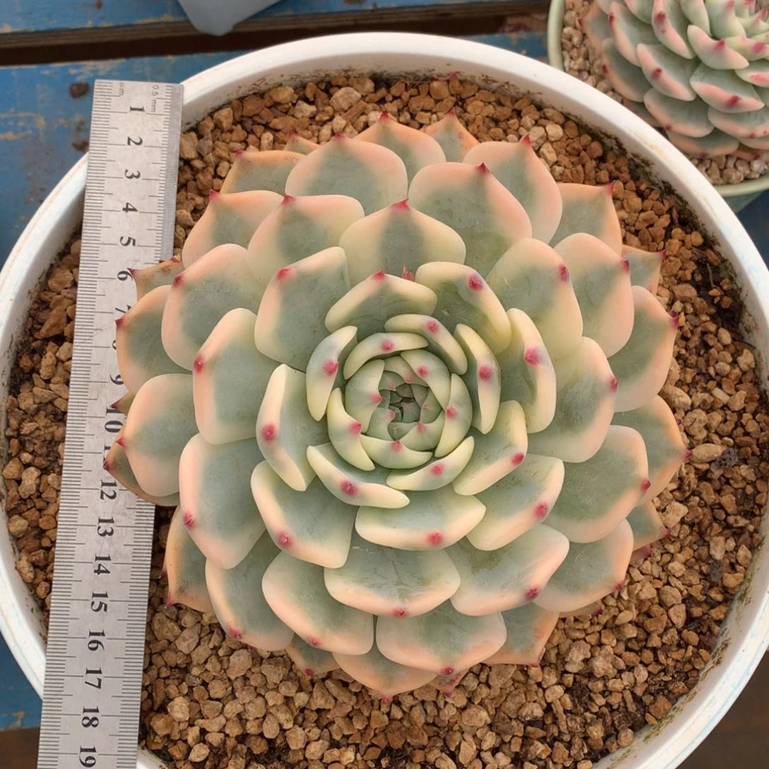 吉娃娃锦大大单头